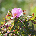 Wild Rose