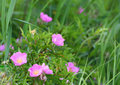 Wild Roses