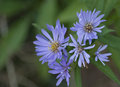 Purple Flowers