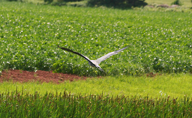 Great Blue Heron