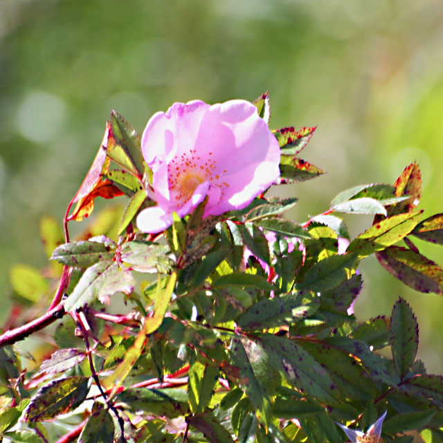 Wild Rose