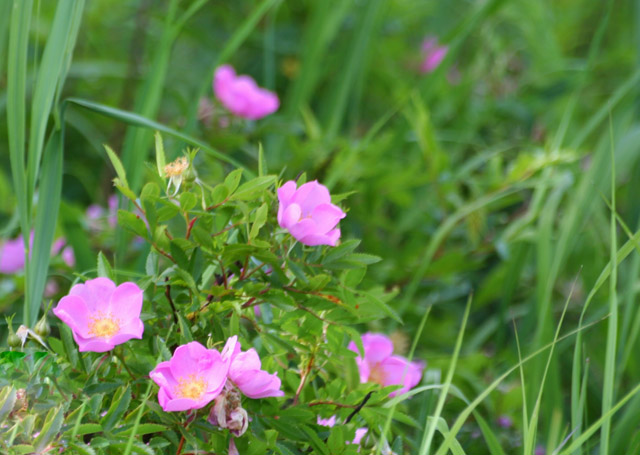 Wild Roses