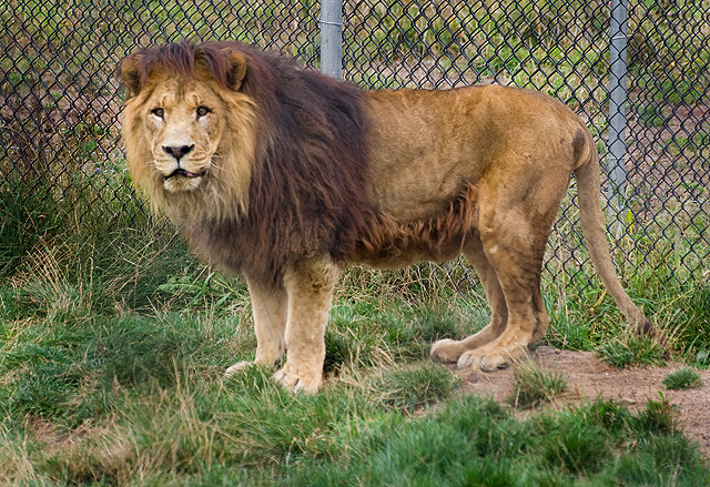Lion