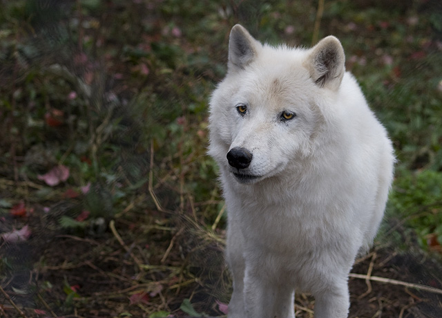 Wolf