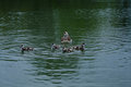 Mommy & Ducklings 1