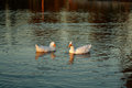 Love Bird