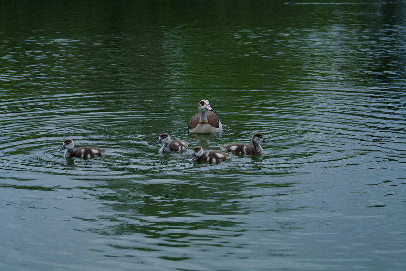 Mommy & Ducklings 1