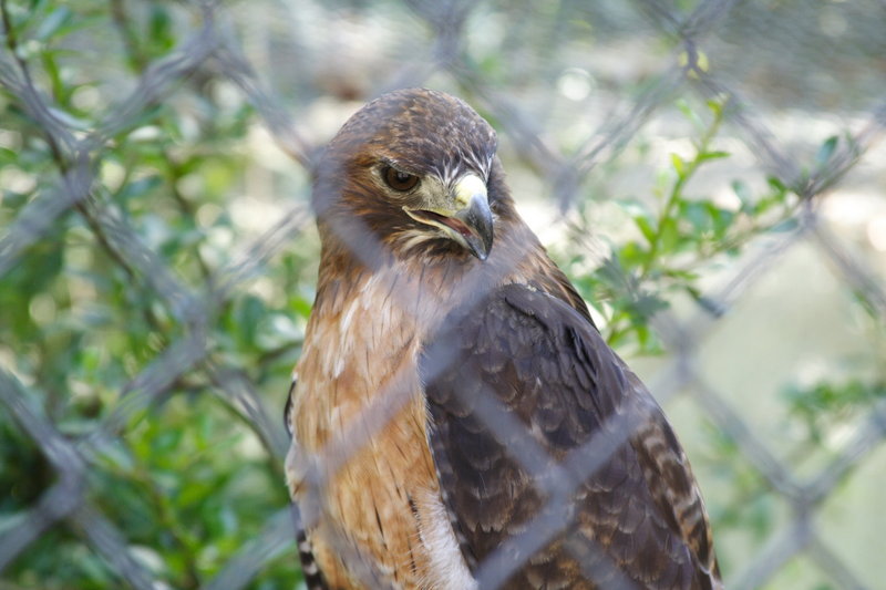 Caged Raptor