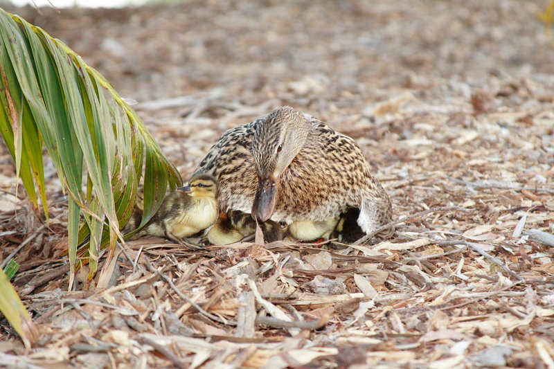 Good Mother