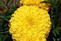 Yellow beauty