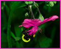 Bee