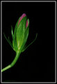 The Bud