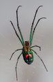 Orchard Spider belly