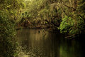 swamp