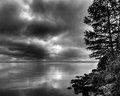 Stormy trees