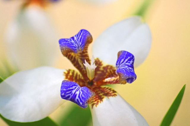 white and purple