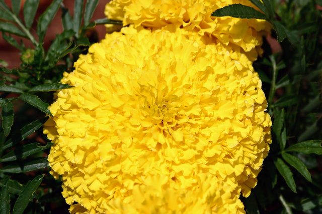 Yellow beauty