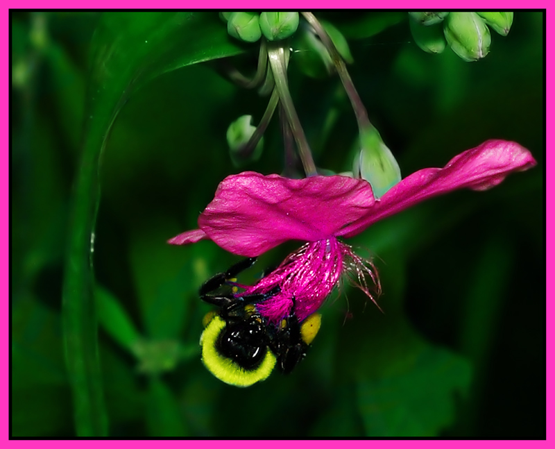 Bee
