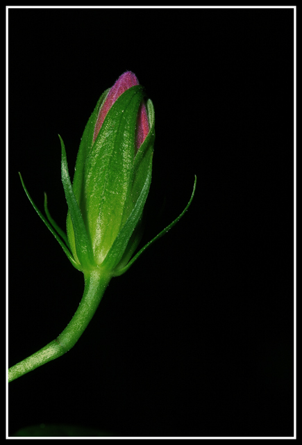 The Bud