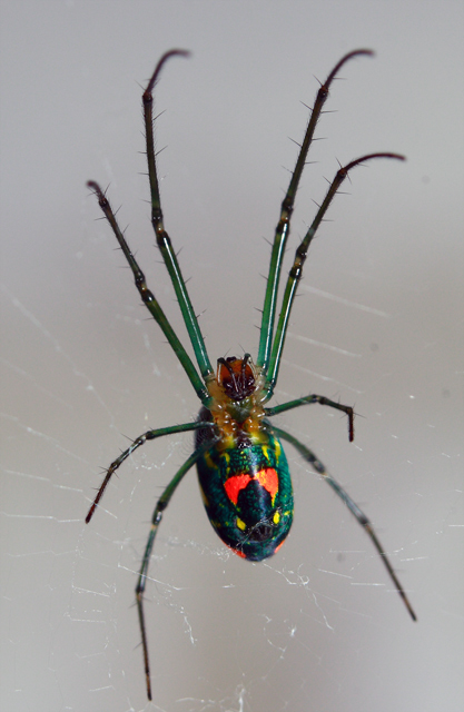 Orchard Spider belly