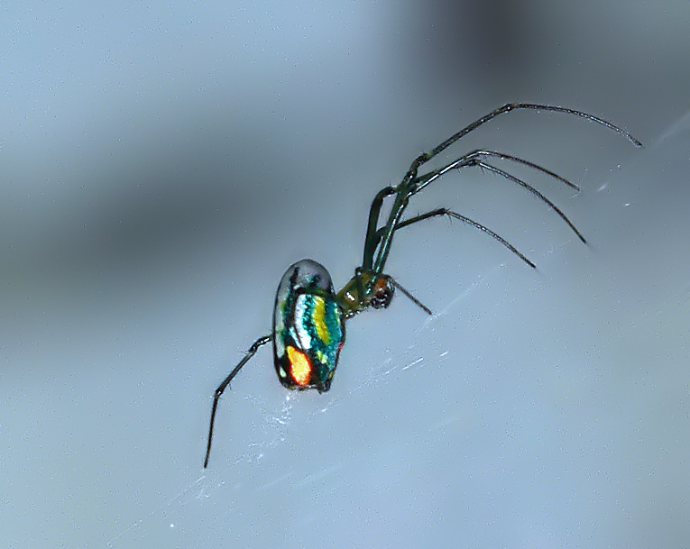 Orchard Spider side