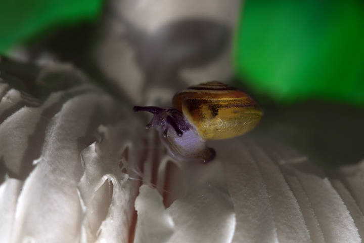 snail-1.jpg