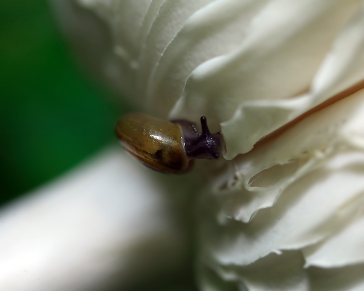 snail-2.jpg