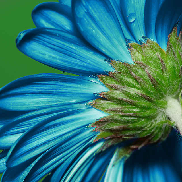 daisy-turned-blue.jpg