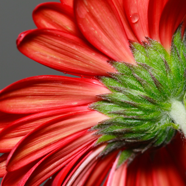 daisy-original.jpg