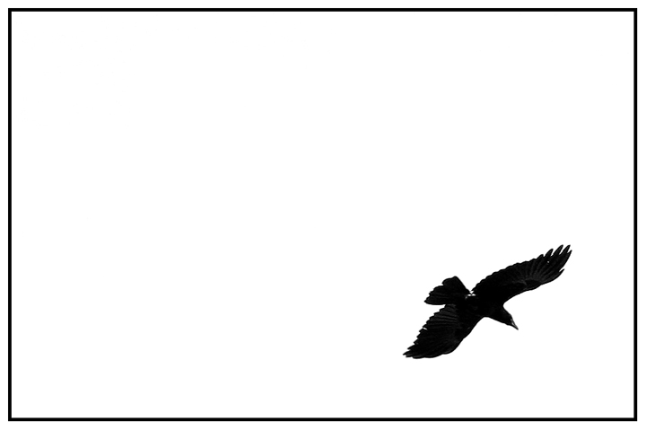 Crow