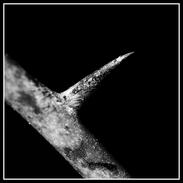 Thorn