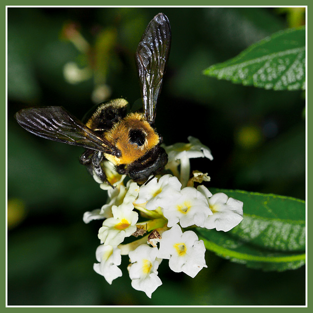 Bee