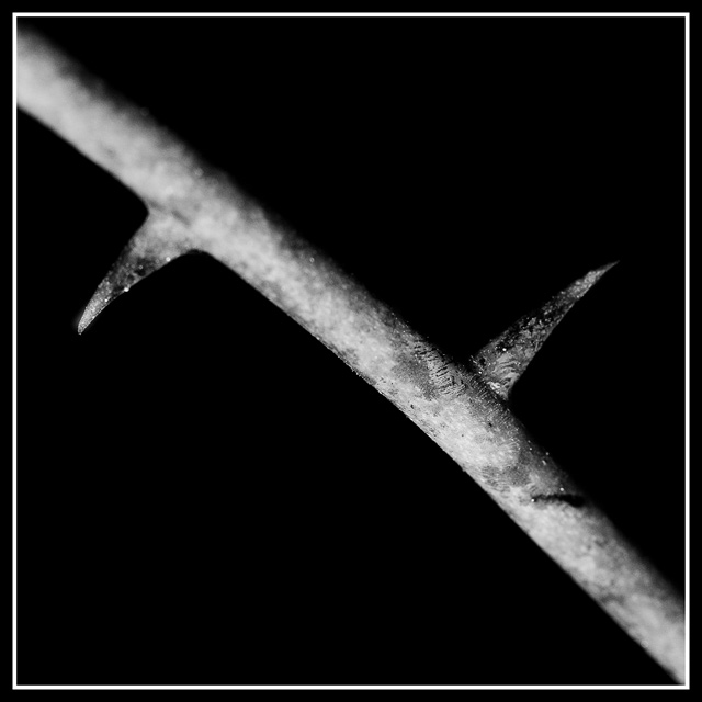 Thorn 2