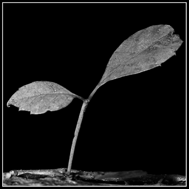 Growth