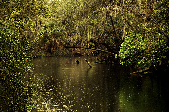 swamp
