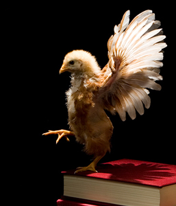 My Chicken has more style than the 20D Chicken Team