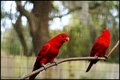 Singing Red