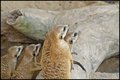 Synchronized