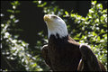 Patriotic Pose