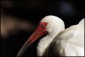 Ibis