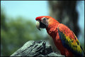 Pretty bird, pretty bird