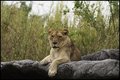 Perched Prowler