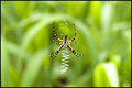 Squiggly Web