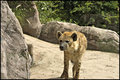 Lion's Best Friend