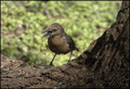 Squawking