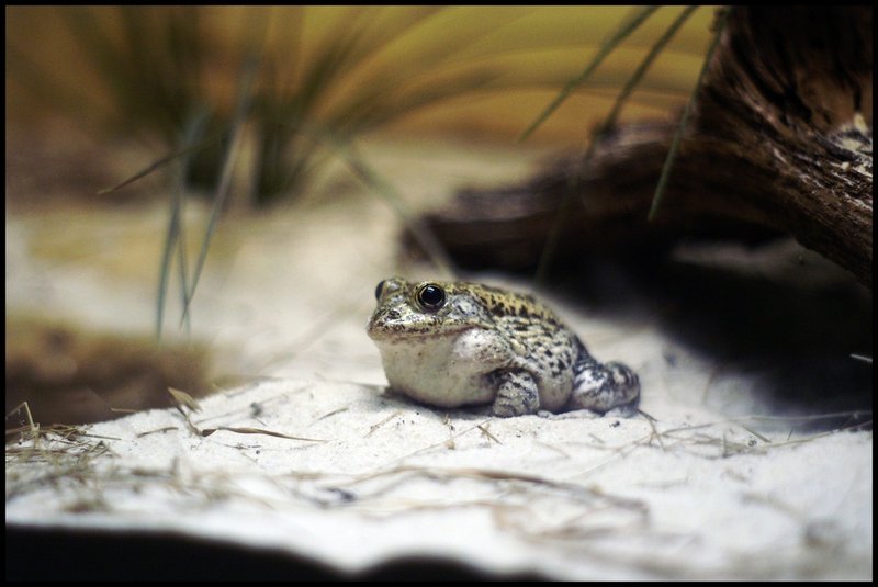 Perched. (and largely out of focus)