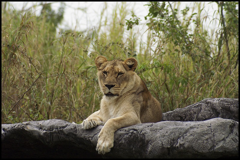 Perched Prowler