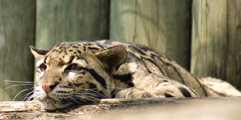 Bored Leopard