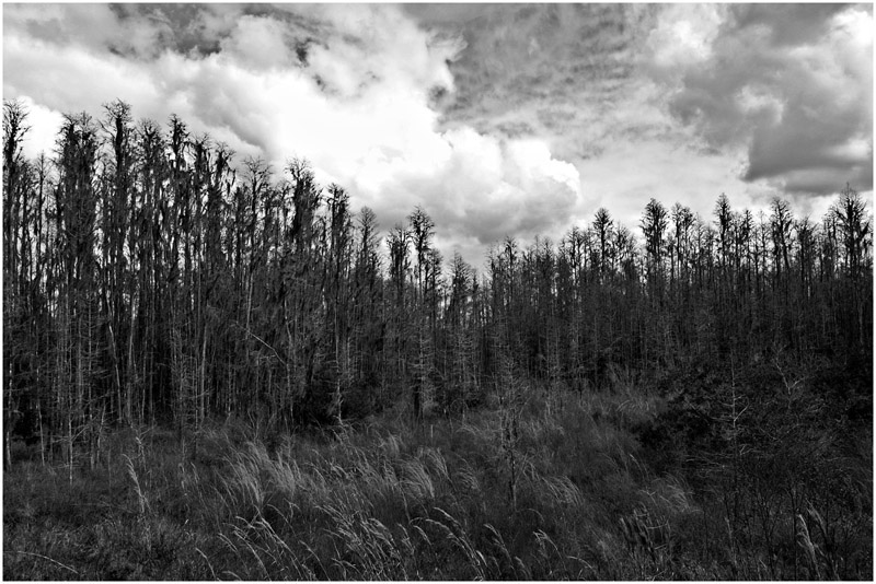Rolling Treeline