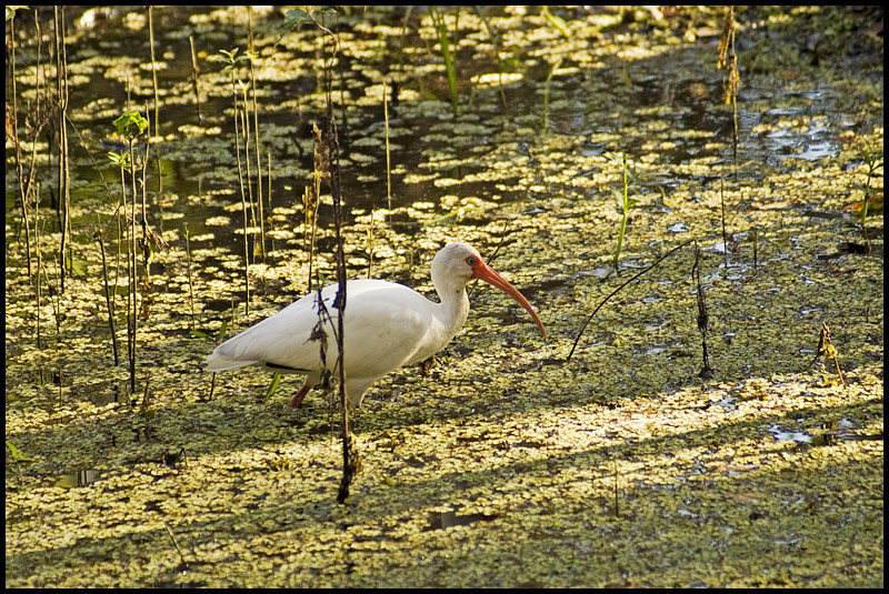Wading Along